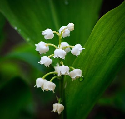 Muguet du 1er mai
